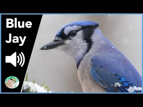 Blue Jay Music