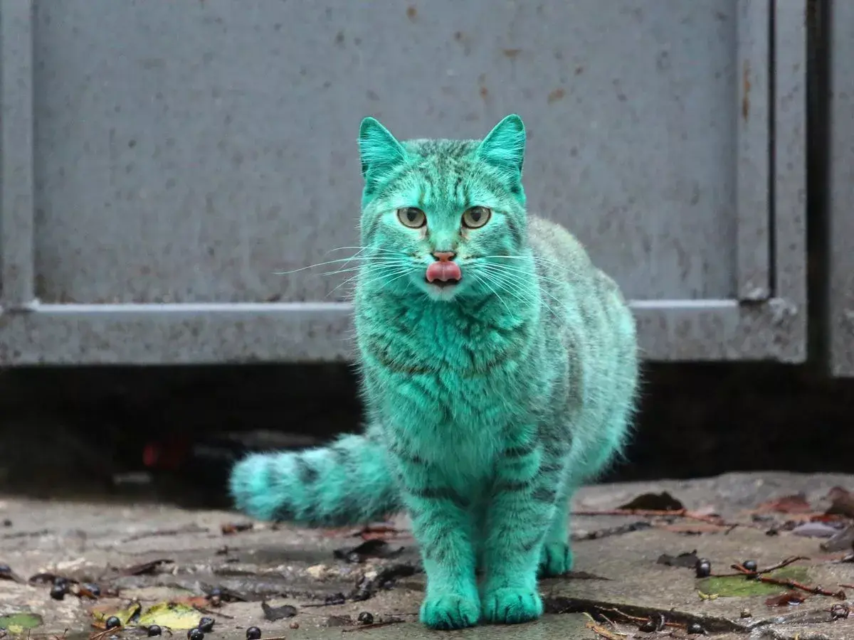 Strange Green Cat
