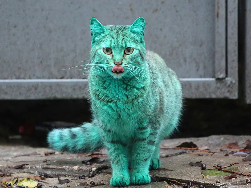 Strange Green Cat
