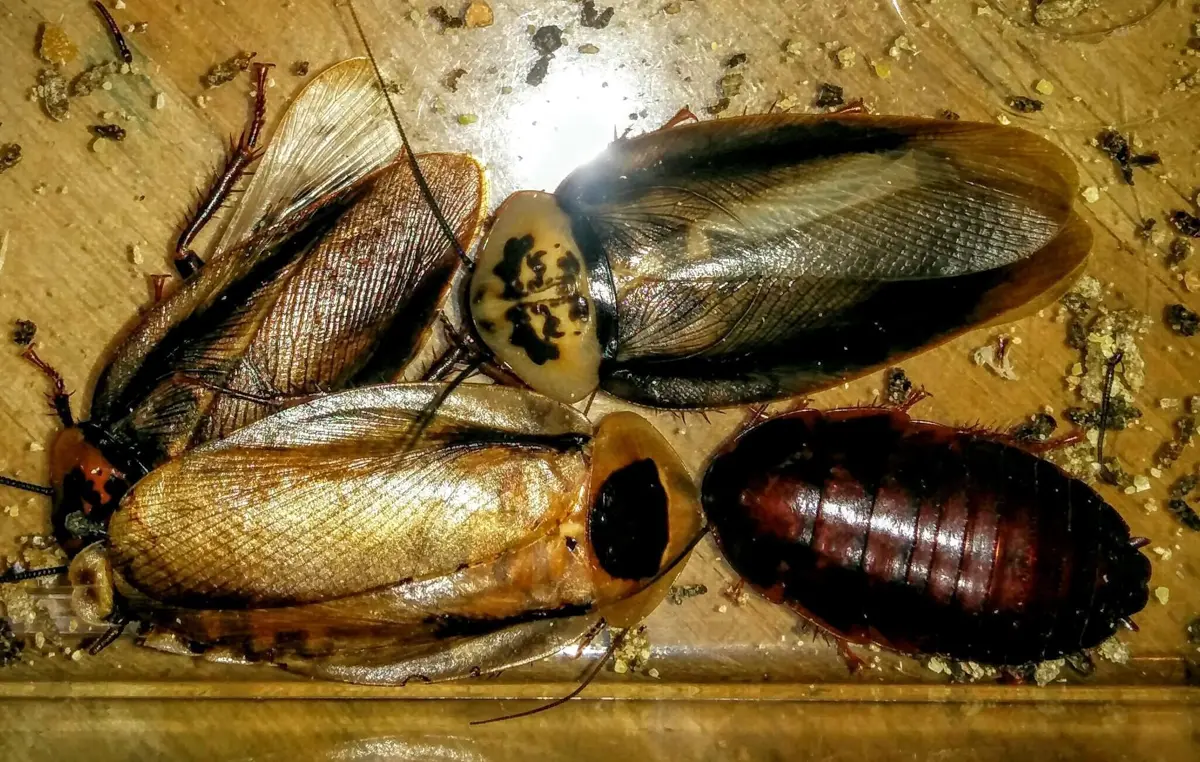 Cockroach Rhythm Recording