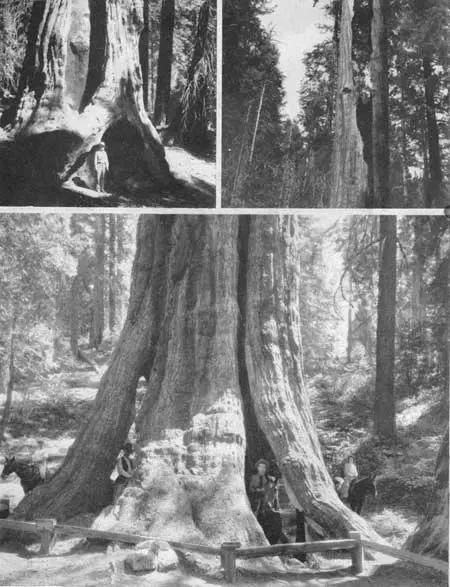 Sequoia Records