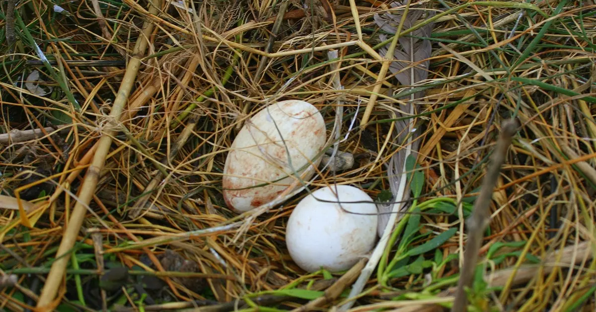 Bird & Egg