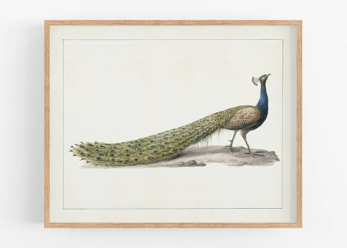 The Vintage Peacock