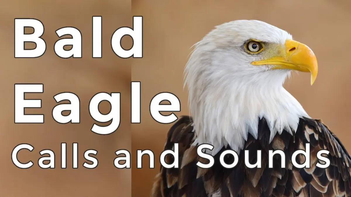Eagle Sound