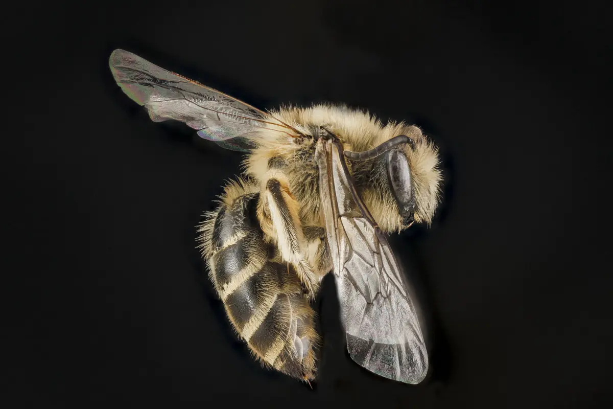 S Bee