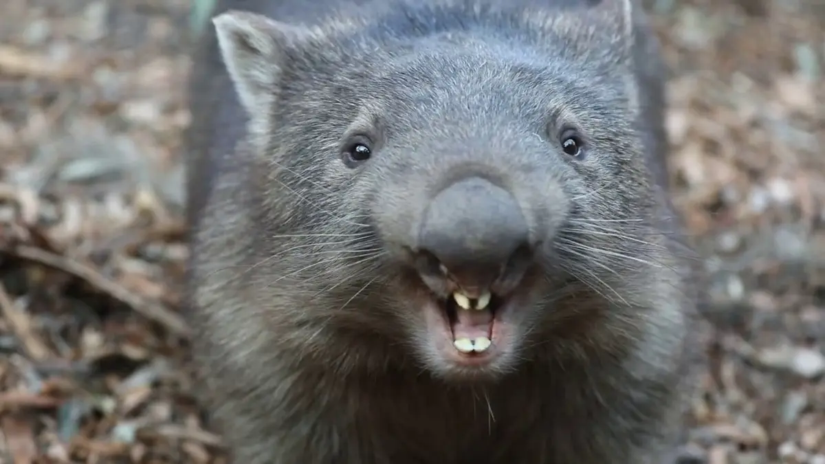Wombat Sound