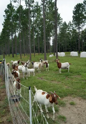 Goat Family Ent