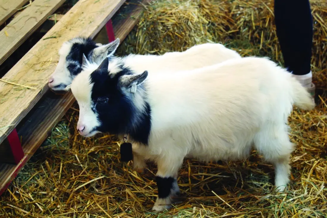 Goat Family Ent