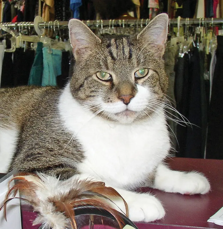 Adopt A Cat Foundation Resale Store