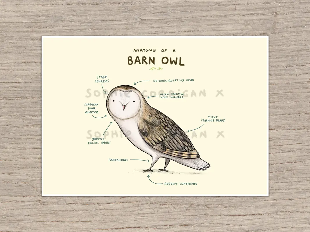 Barn Owl Cello