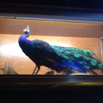 Peacocks Tavern